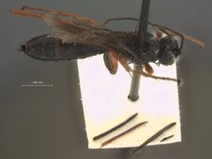 Ephialtes longigenalis by the Smithsonian. Used under a CC0 license.
