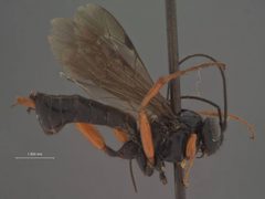 Ephialtes longigenalis by the Smithsonian. Used under a CC0 license.