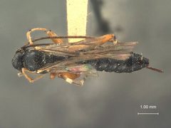 Ephialtes (Iloplectis) montana by the Smithsonian. Used under a CC0 license.