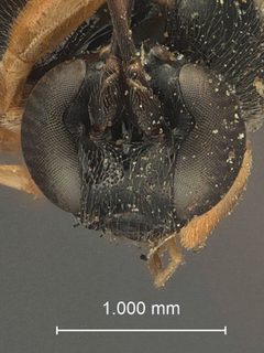 Ephialtes (Iloplectis) montana by the Smithsonian. Used under a CC0 license.