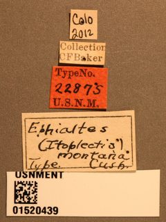 Ephialtes (Iloplectis) montana by the Smithsonian. Used under a CC0 license.