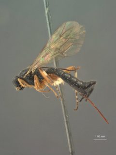 Ephialtes (Iloplectis) montana by the Smithsonian. Used under a CC0 license.