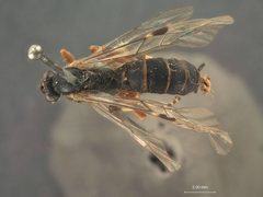 Ephialtes (Itoplectis) temnopleuris by the Smithsonian. Used under a CC0 license.