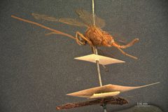 Eremotylus arctiae by the Smithsonian. Used under a CC0 license.