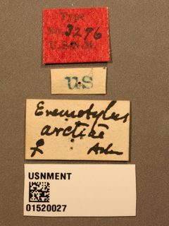 Eremotylus arctiae by the Smithsonian. Used under a CC0 license.