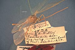Eremotylus arctiae by the Smithsonian. Used under a CC0 license.