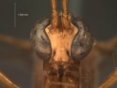 Eremotylus arctiae by the Smithsonian. Used under a CC0 license.