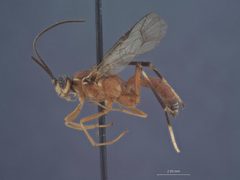 Eruga rufa by the Smithsonian. Used under a CC0 license.