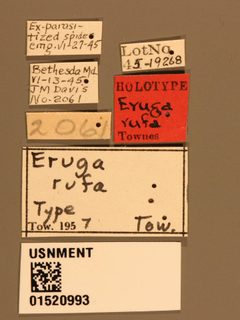 Eruga rufa by the Smithsonian. Used under a CC0 license.