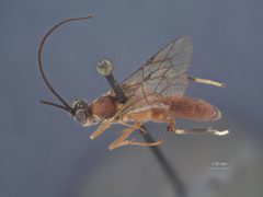 Eruga rufa by the Smithsonian. Used under a CC0 license.