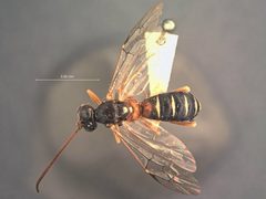 Euceros albomarginatus by the Smithsonian. Used under a CC0 license.
