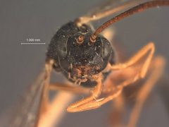 Euceros albomarginatus by the Smithsonian. Used under a CC0 license.