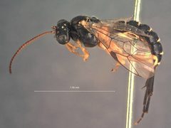 Euceros albomarginatus by the Smithsonian. Used under a CC0 license.