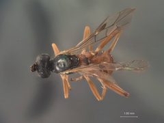 Euryproctus rufopictus by the Smithsonian. Used under a CC0 license.