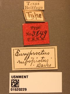 Euryproctus rufopictus by the Smithsonian. Used under a CC0 license.