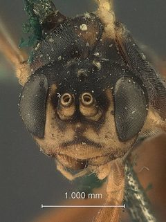 Euryproctus rufopictus by the Smithsonian. Used under a CC0 license.