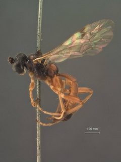 Euryproctus rufopictus by the Smithsonian. Used under a CC0 license.