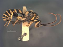 Exenterus flavissimus by the Smithsonian. Used under a CC0 license.