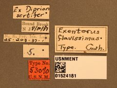 Exenterus flavissimus by the Smithsonian. Used under a CC0 license.