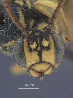 Exenterus lophyri by the Smithsonian. Used under a CC0 license.