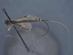 Exeristes hyalinipennis by the Smithsonian. Used under a CC0 license.
