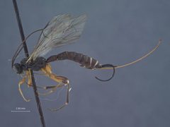 Exeristes hyalinipennis by the Smithsonian. Used under a CC0 license.