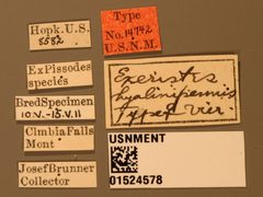 Exeristes hyalinipennis by the Smithsonian. Used under a CC0 license.