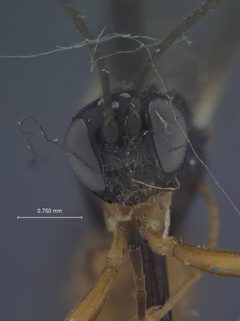 Exeristes hyalinipennis by the Smithsonian. Used under a CC0 license.