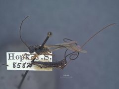 Exeristes nubilipennis by the Smithsonian. Used under a CC0 license.