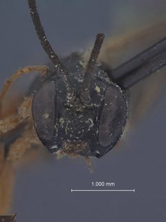 Exeristes nubilipennis by the Smithsonian. Used under a CC0 license.