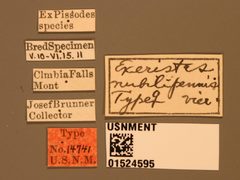 Exeristes nubilipennis by the Smithsonian. Used under a CC0 license.