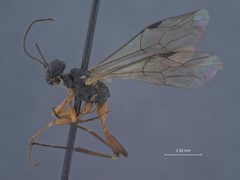 Exeristes nubilipennis by the Smithsonian. Used under a CC0 license.