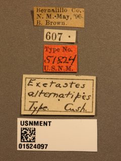 Exetastes alternatipes by the Smithsonian. Used under a CC0 license.