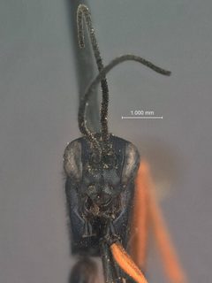 Exetastes alticola by the Smithsonian. Used under a CC0 license.
