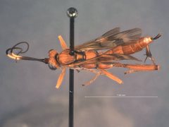 Exetastes angustoralis by the Smithsonian. Used under a CC0 license.