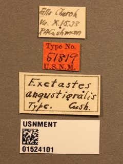 Exetastes angustoralis by the Smithsonian. Used under a CC0 license.