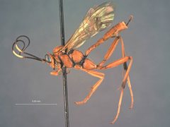 Exetastes angustoralis by the Smithsonian. Used under a CC0 license.