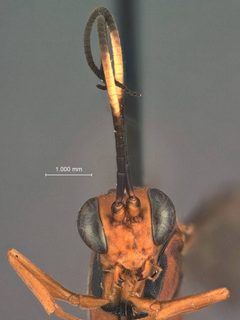 Exetastes angustoralis by the Smithsonian. Used under a CC0 license.