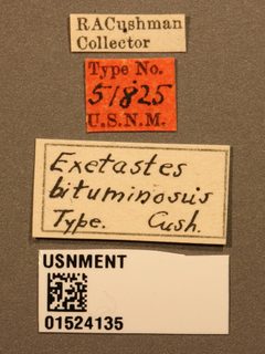 Exetastes bituminosus by the Smithsonian. Used under a CC0 license.