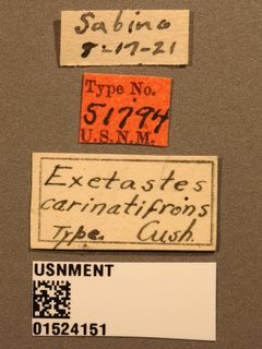 Exetastes carinatifrons by the Smithsonian. Used under a CC0 license.