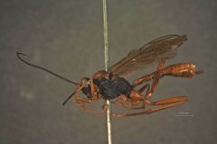 Exetastes crassisculptus by the Smithsonian. Used under a CC0 license.