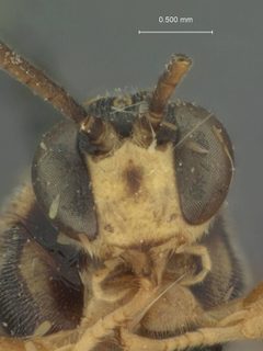 Exochus albifrons by the Smithsonian. Used under a CC0 license.