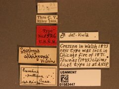 Exochus albifrons by the Smithsonian. Used under a CC0 license.