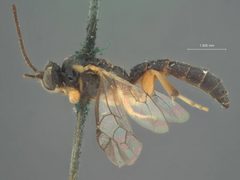 Exochus albifrons by the Smithsonian. Used under a CC0 license.