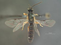Exochus albifrons by the Smithsonian. Used under a CC0 license.