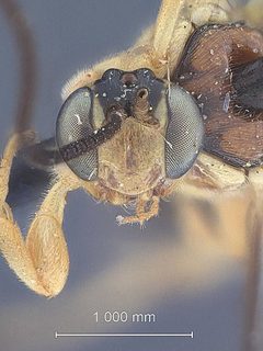 Exochus decoratus hebes by the Smithsonian. Used under a CC0 license.