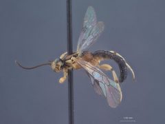 Exochus decoratus hebes by the Smithsonian. Used under a CC0 license.