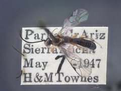Exochus decoratus hebes by the Smithsonian. Used under a CC0 license.