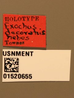 Exochus decoratus hebes by the Smithsonian. Used under a CC0 license.