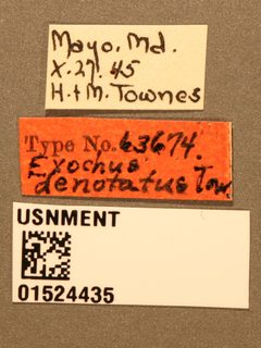 Exochus denotatus by the Smithsonian. Used under a CC0 license.